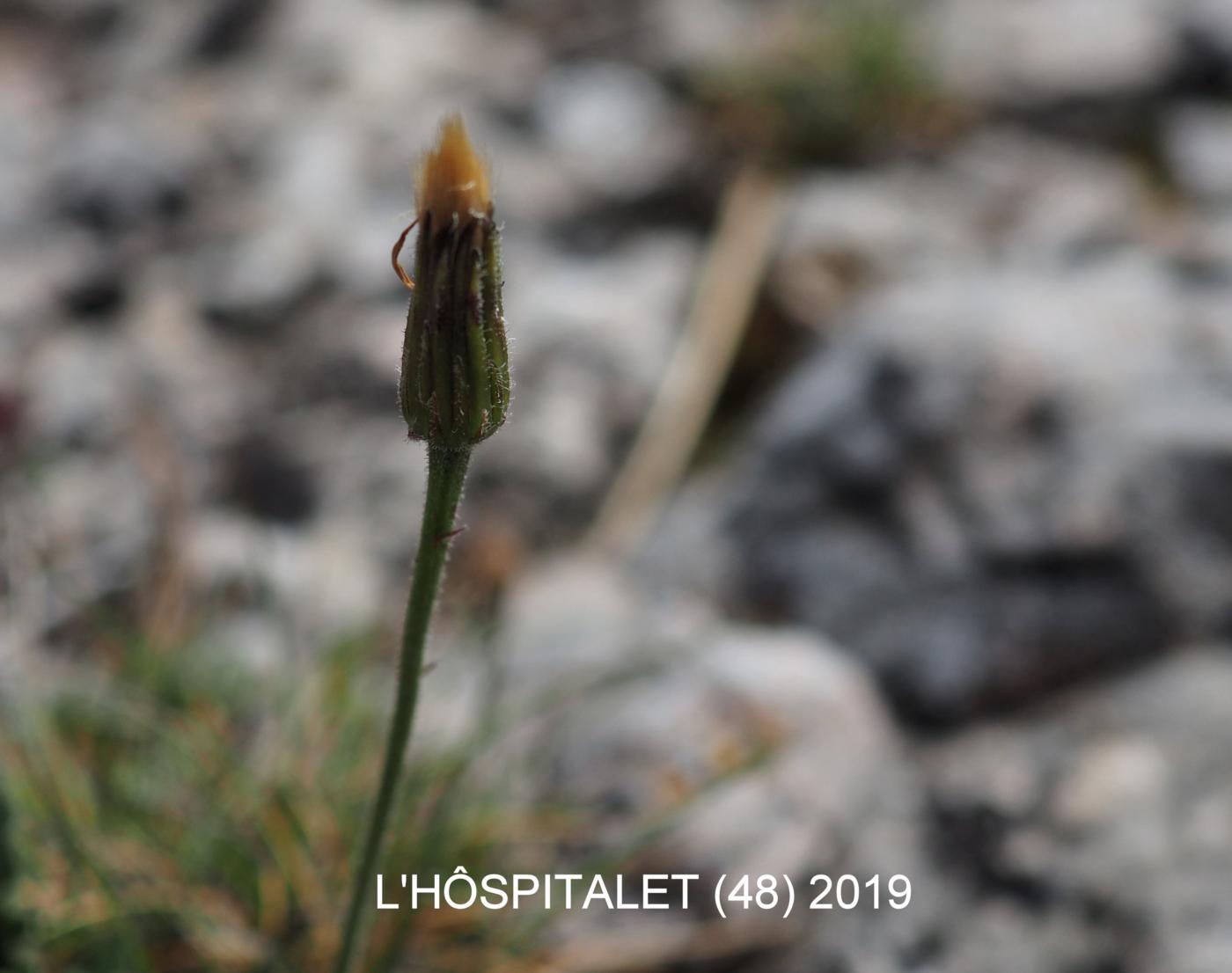 Hawkbit, Hairy flower